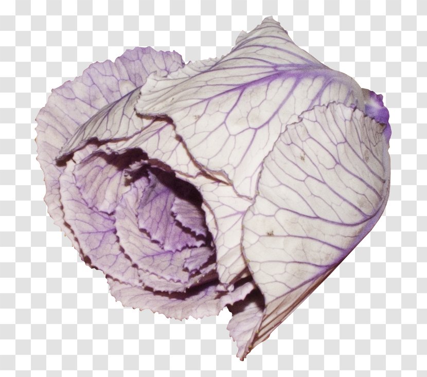 Vegetable Purple Red Cabbage - Pretty Vegetables Transparent PNG