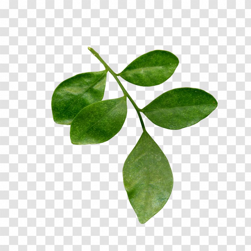 Leaf Tea Plant Stem Branch - Herbal - Clover Transparent PNG