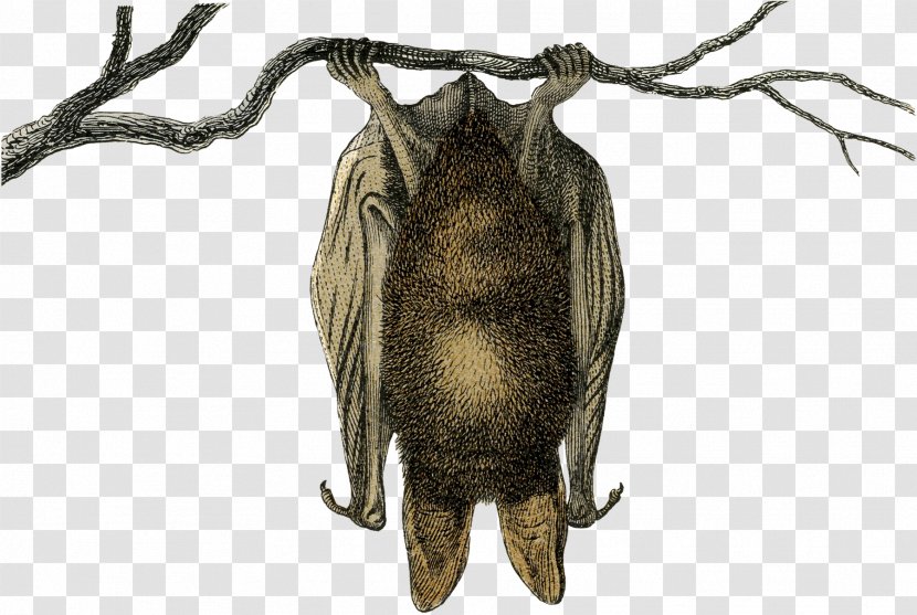 Bat Galéria Savaria German Language Terrestrial Animal Insect - Vintage Halloween Transparent PNG