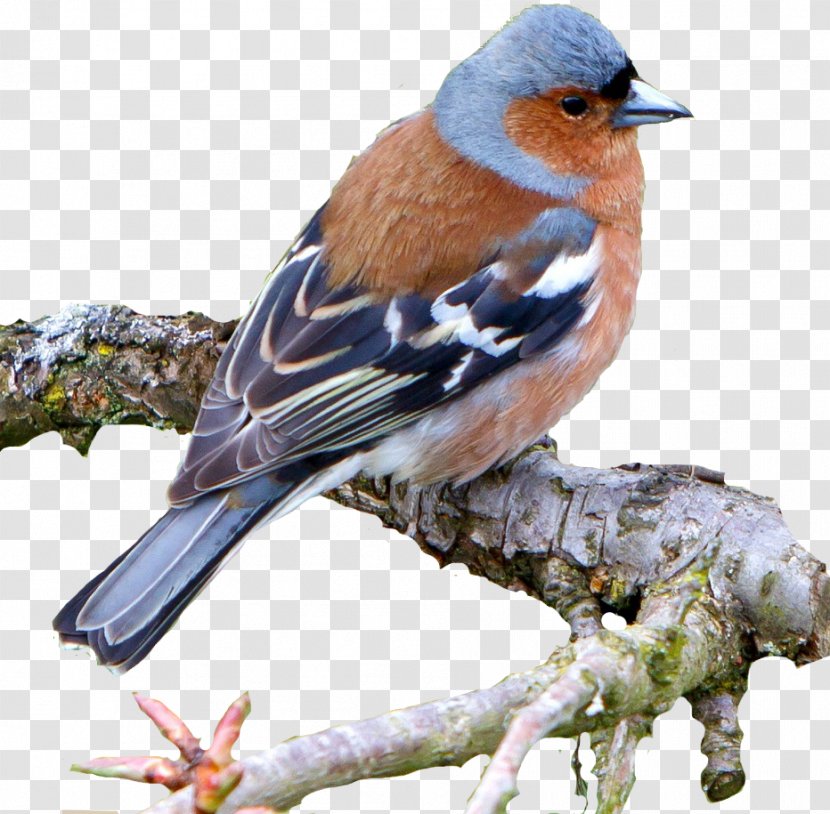 Brambling Common Nightingale Bird Chaffinch House Sparrow - Robin - Kiwi Transparent PNG