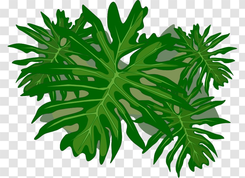 Plant Leaves Philodendron Leaf Clip Art - Tree Transparent PNG