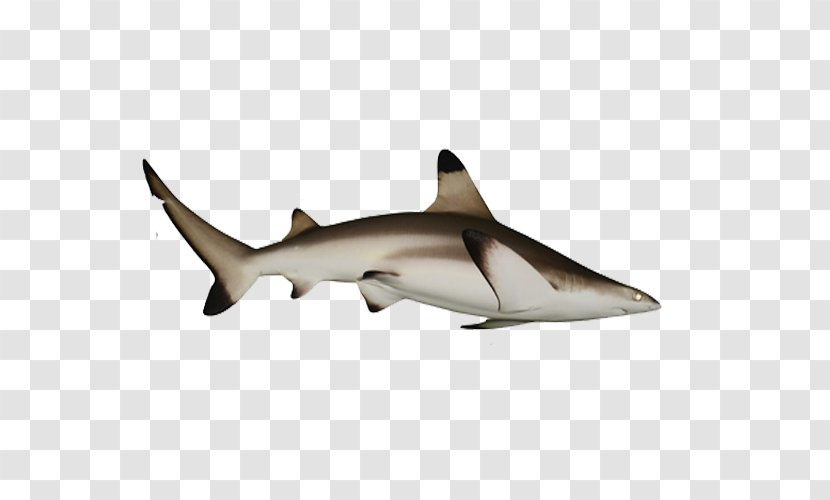 Requiem Shark Fish - Vecteur Transparent PNG