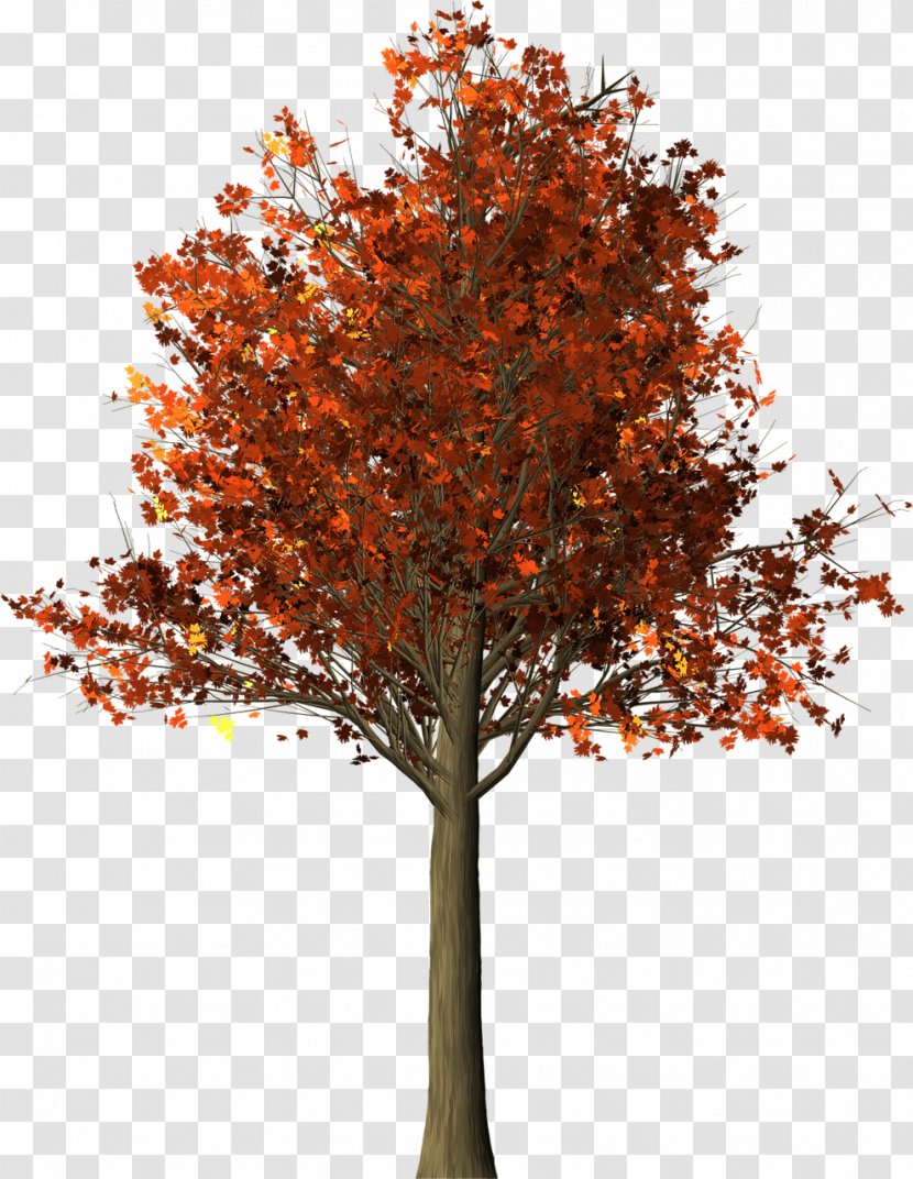 Maple Tree Twig - Autumn Transparent PNG