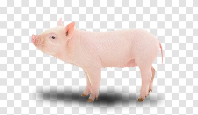 Suckling Pig Image Photography - Domestic - Porco Transparent PNG