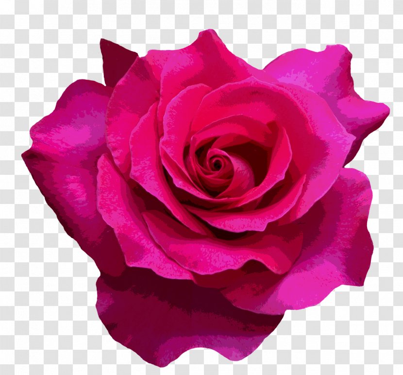 Garden Roses Cabbage Rose Valentine's Day Flower Bouquet Floribunda Transparent PNG