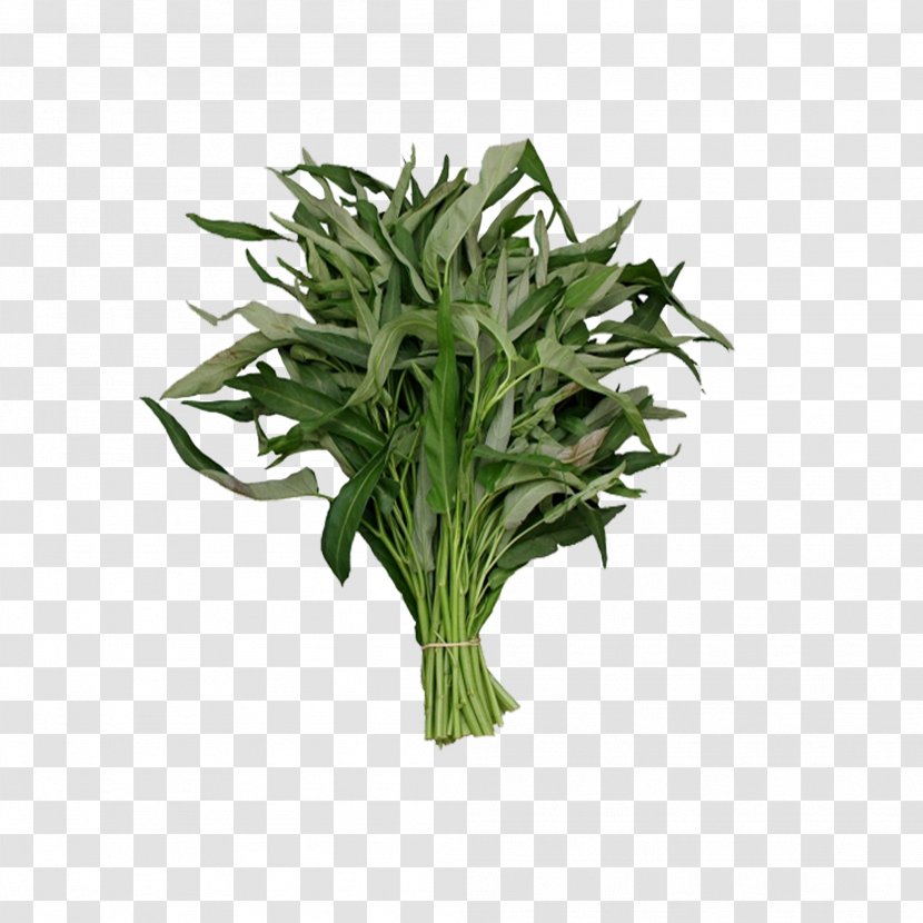 Filipino Cuisine Water Spinach Asian Leaf Vegetable - Morning Glory Transparent PNG