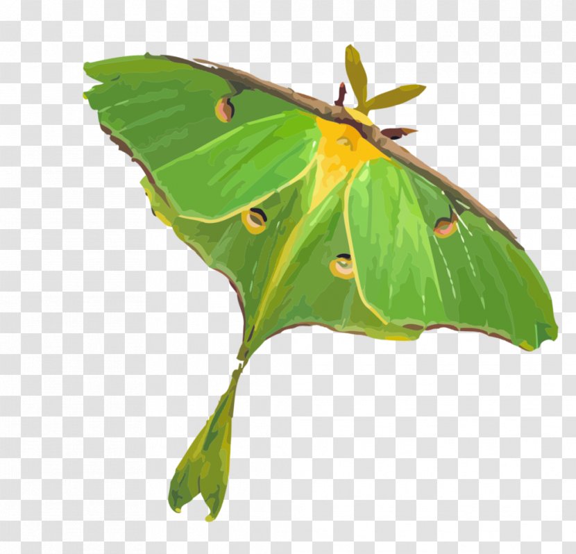 Clouded Yellows Luna Moth Dominus Maris Music Productions Brush-footed Butterflies Transparent PNG