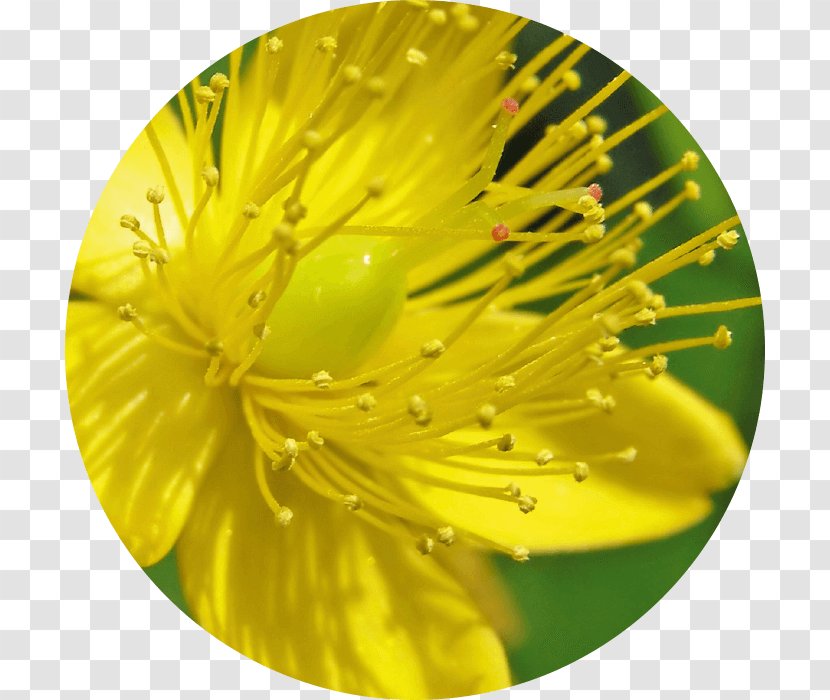 Perforate St John's-wort Vascular Plant Melatonin Dryopteris Fragrans - Johns Wort Transparent PNG