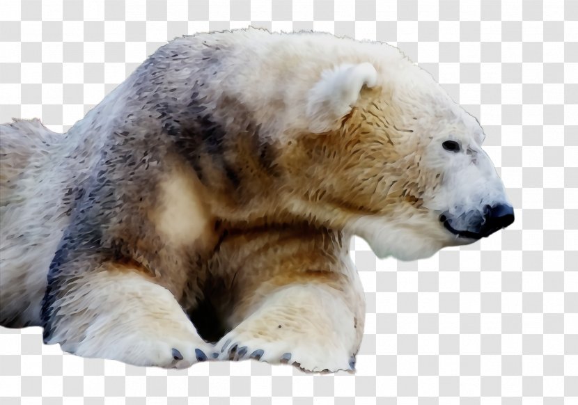 Polar Bear Terrestrial Animal Wildlife Snout - Figure Transparent PNG
