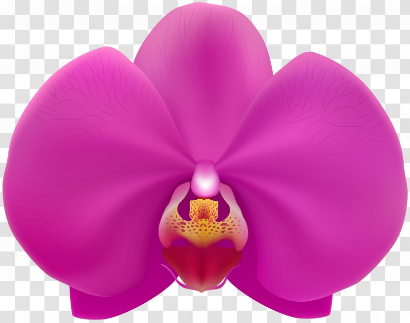 Moth Orchids Clip Art Image - Orquidea Vetor Transparent PNG