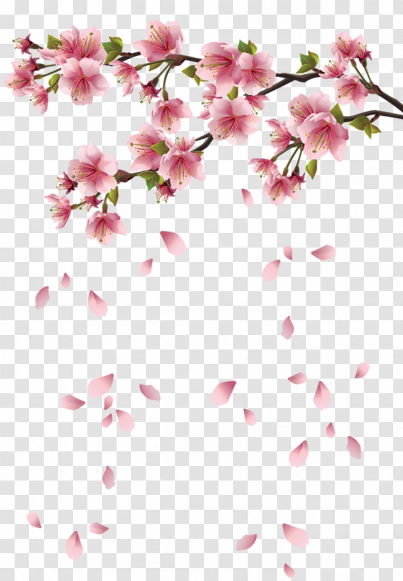 Cherry Blossom Flower Petal Transparent PNG