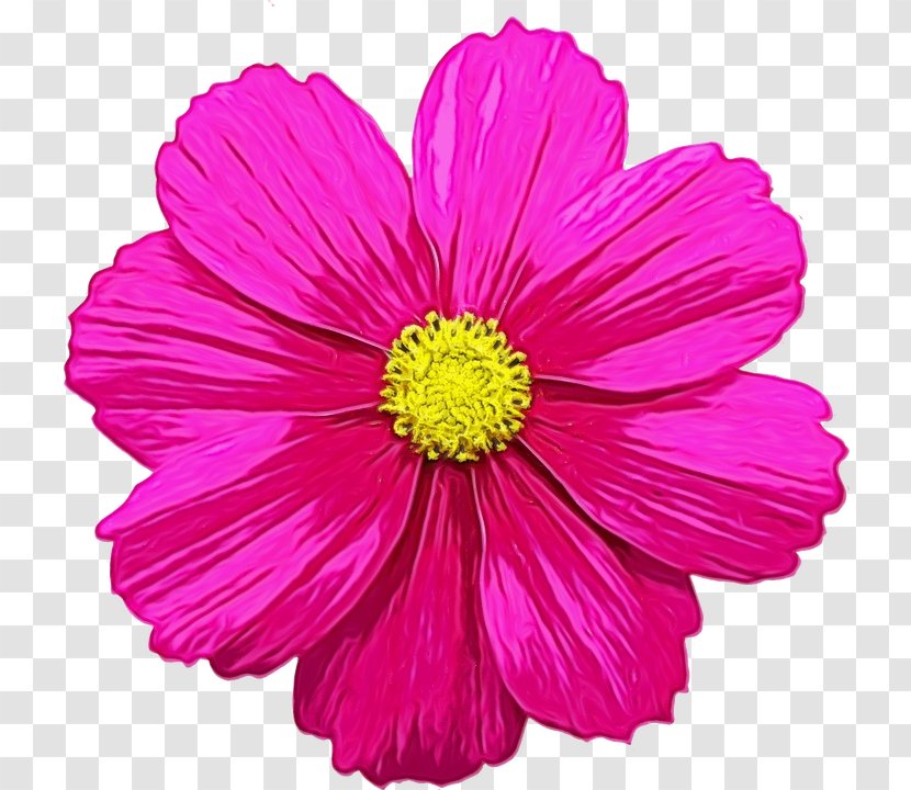 Clip Art Fuchsia Flower Rose - Pink - Asterales Transparent PNG