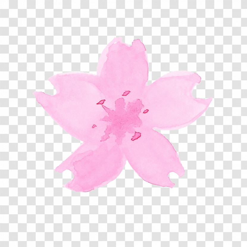 Cherry Blossom Transparent PNG