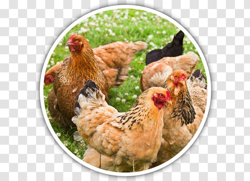 Brahma Chicken Silkie Poultry Farming Breed - Agriculture - Eggs Transparent PNG
