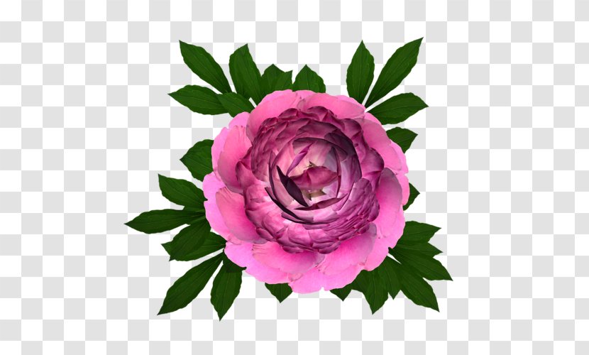 Pink Flowers Background - Garden - Magenta Camellia Transparent PNG