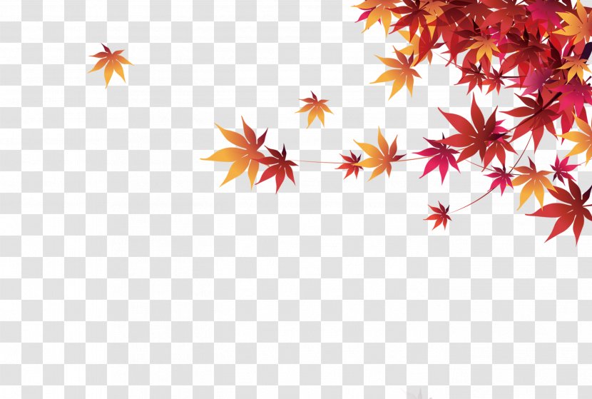 Fundal - Leaf - Autumn Maple Transparent PNG