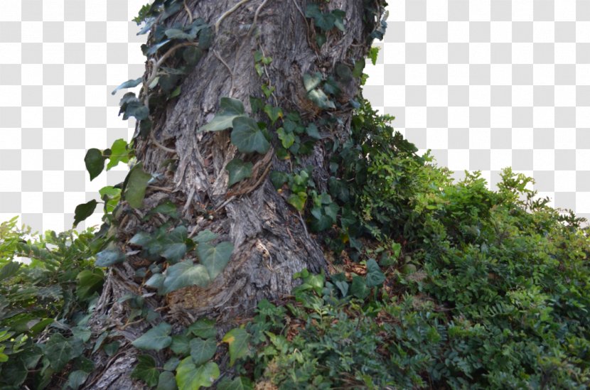 Tree Trunk Branch Rainforest - Evergreen - Ivy Transparent PNG
