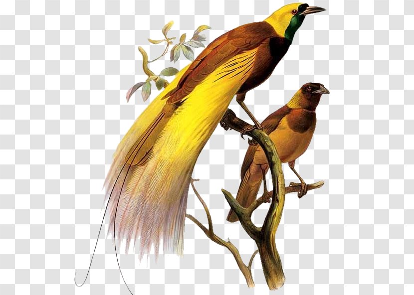 Drawn From Paradise: The Discovery, Art And Natural History Of Birds Paradise Greater Bird-of-paradise Oiseaux.net - Birdofparadise - Bird Transparent PNG