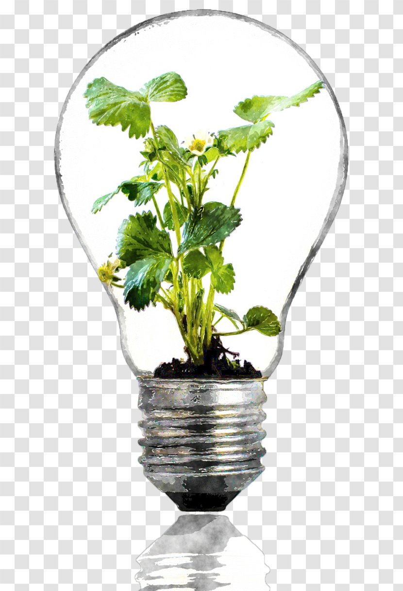 Incandescent Light Bulb Summer Bulbs Grow Plant - Aquatic Plants Transparent PNG