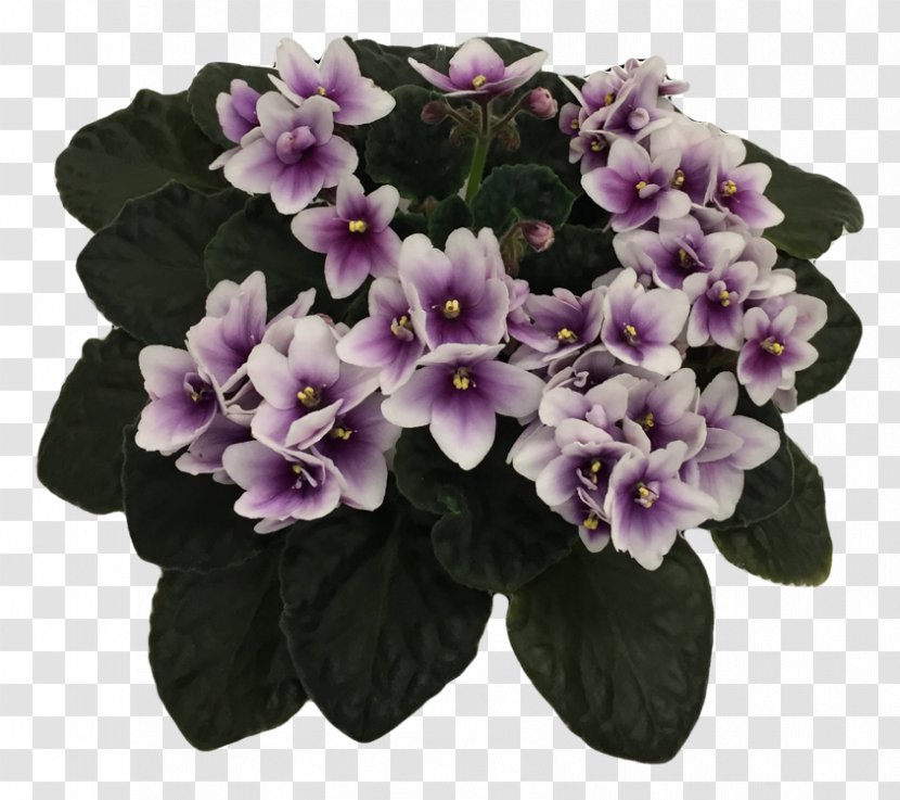 African Violet Society Of America Violets Plant Dallas - Purple Transparent PNG