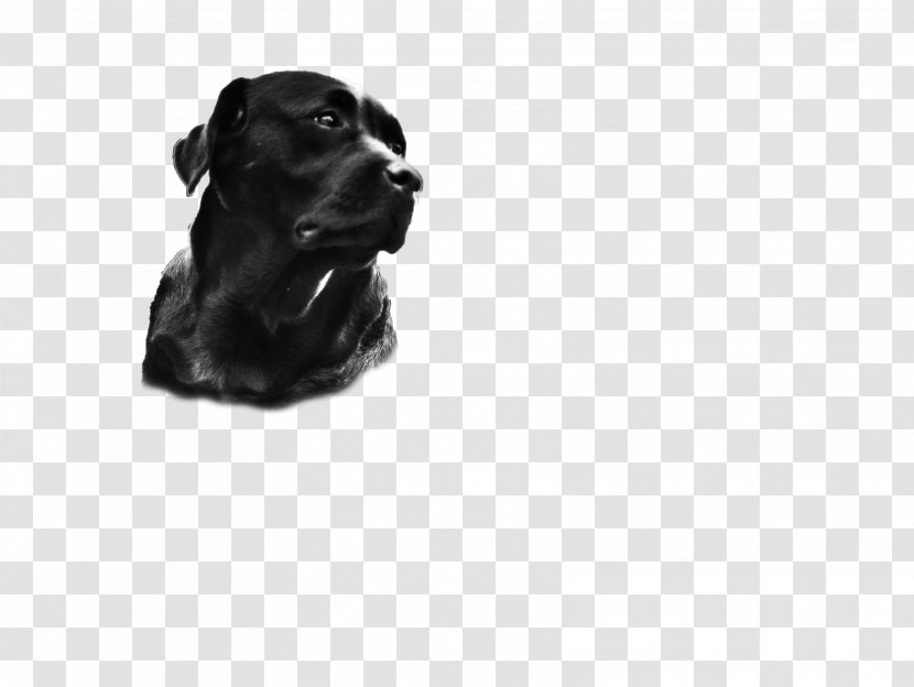 Labrador Retriever Puppy Dog Breed Companion - Black Transparent PNG