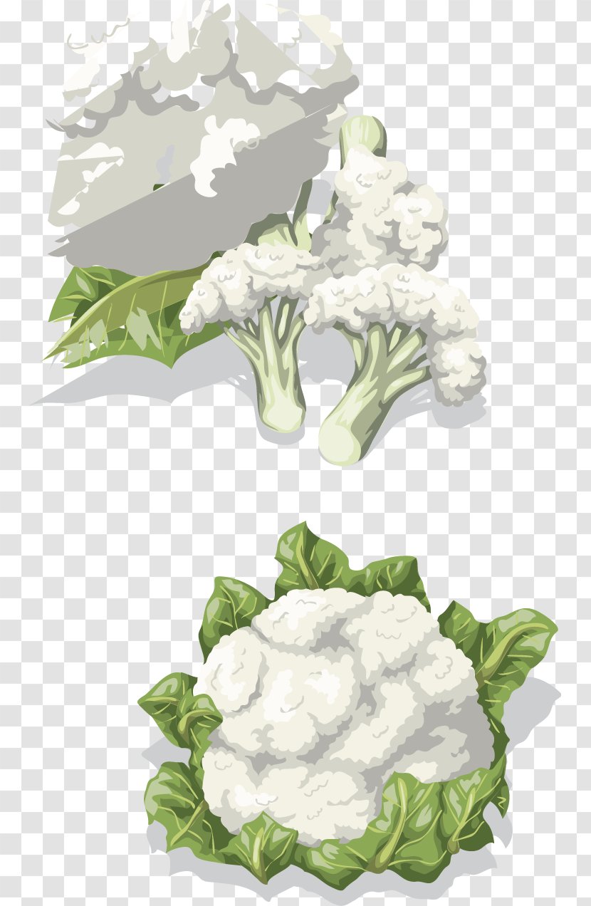 Cauliflower Vegetable Drawing Clip Art - Vector Creative Design Diagram Vegetables Transparent PNG
