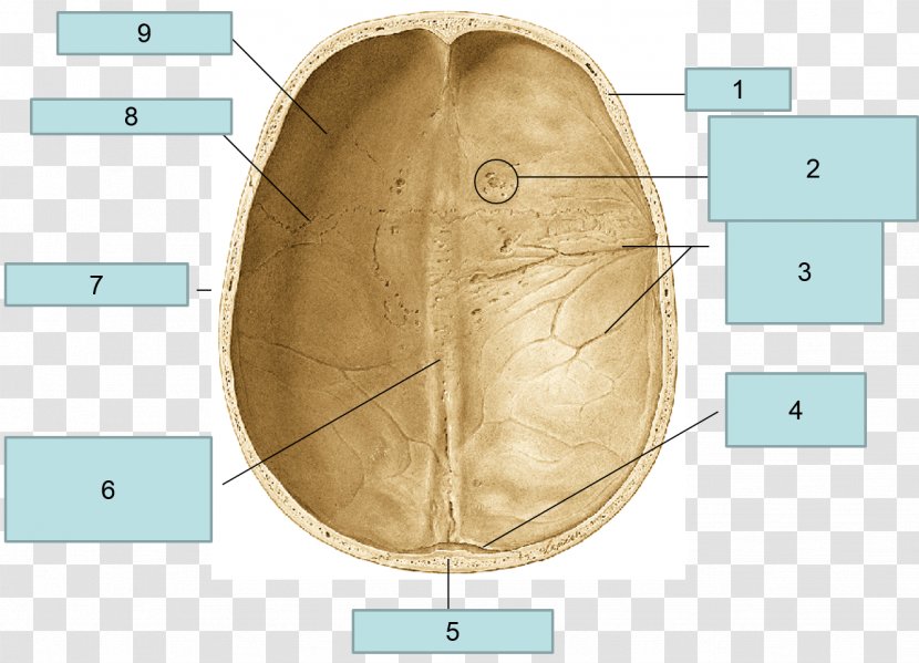 Ear Circle Angle Jaw - Tree Transparent PNG