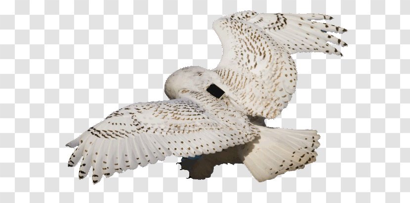 Owl Beak Transparent PNG
