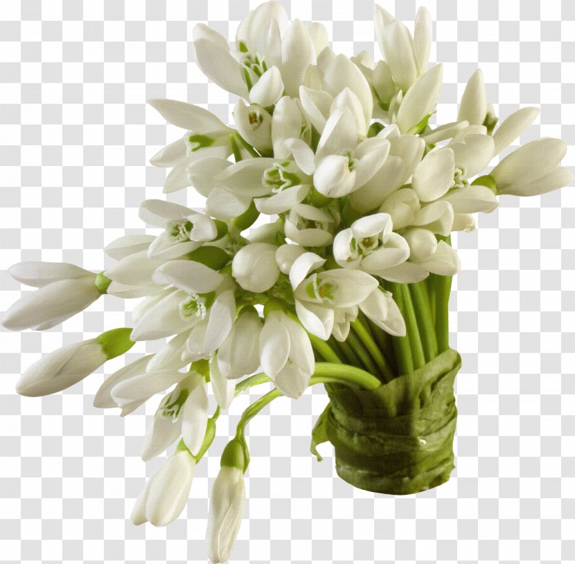 Snowdrop Flower Wallpaper - Bouquet Of White Material Transparent PNG