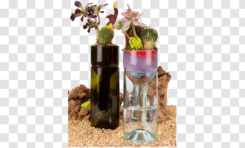 Wine Plants Beer Succulent Plant Bottle - Cyma Orchids - Planters Transparent PNG
