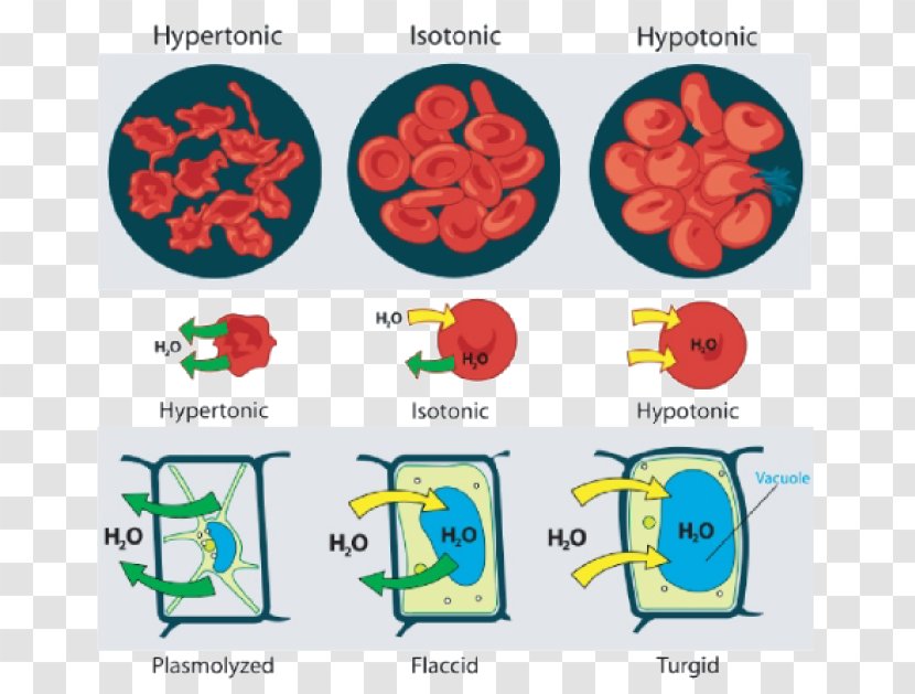 Osmosis Facilitated Diffusion Tonicity Cell - Isoton - Animal Transparent PNG