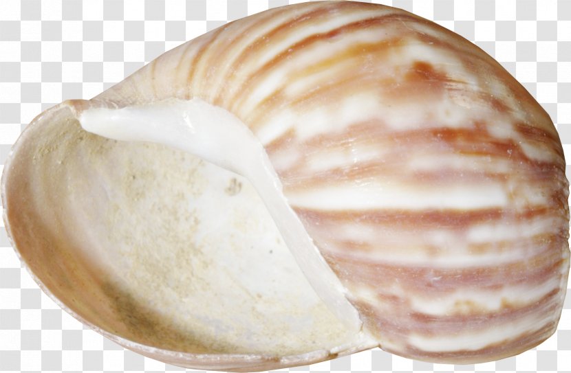 Seashell Conchology Clam Clip Art - Conch Transparent PNG