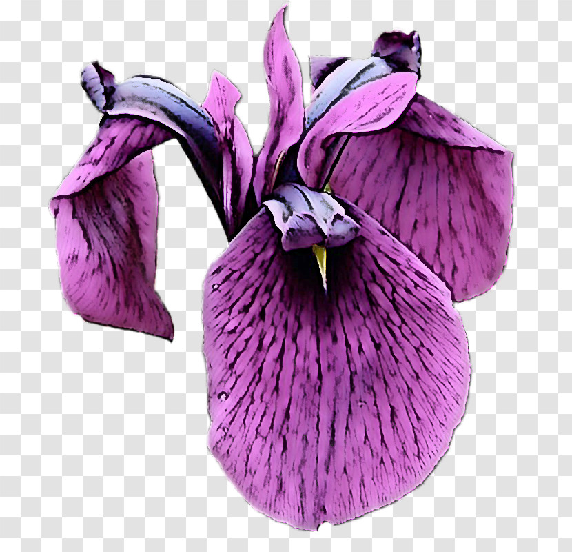 Flower Purple Violet Petal Plant Transparent PNG