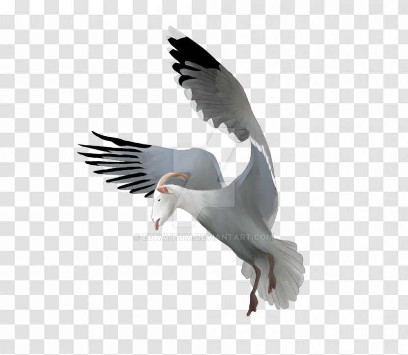 European Herring Gull Great Black-backed Gulls Wildlife Fauna - Feather Transparent PNG