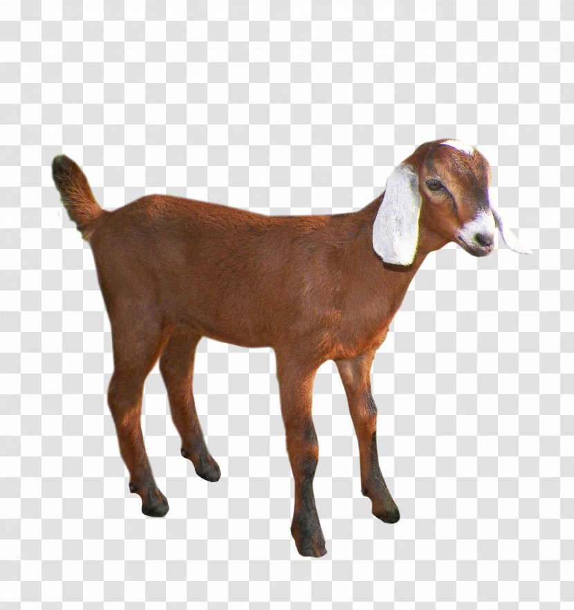 Emily The Goat Sheep Pack - Goats Transparent PNG