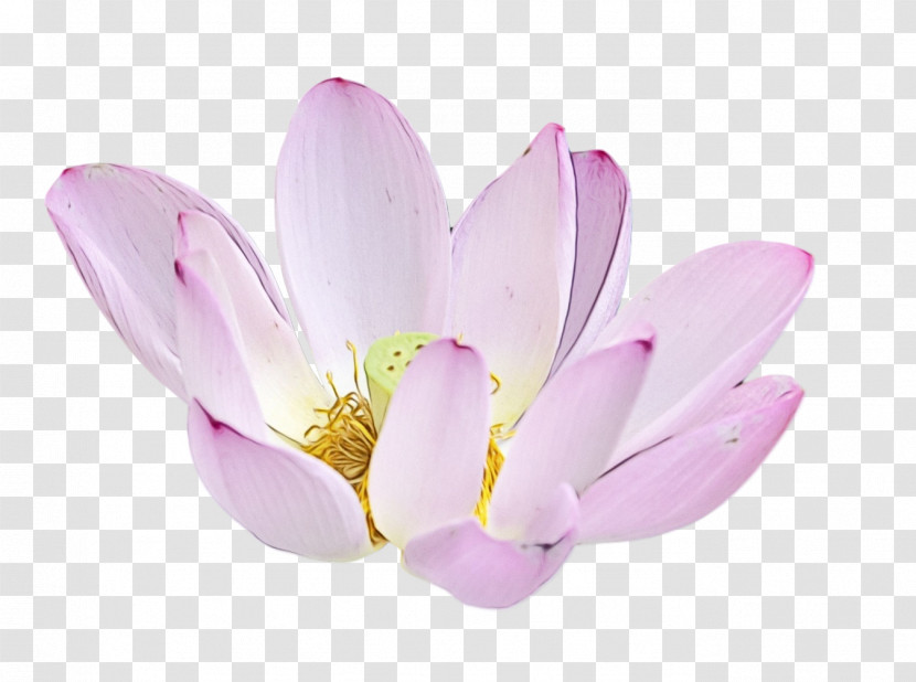 Plants Sacred Lotus Aquatic Plant Flower Lilac Transparent PNG