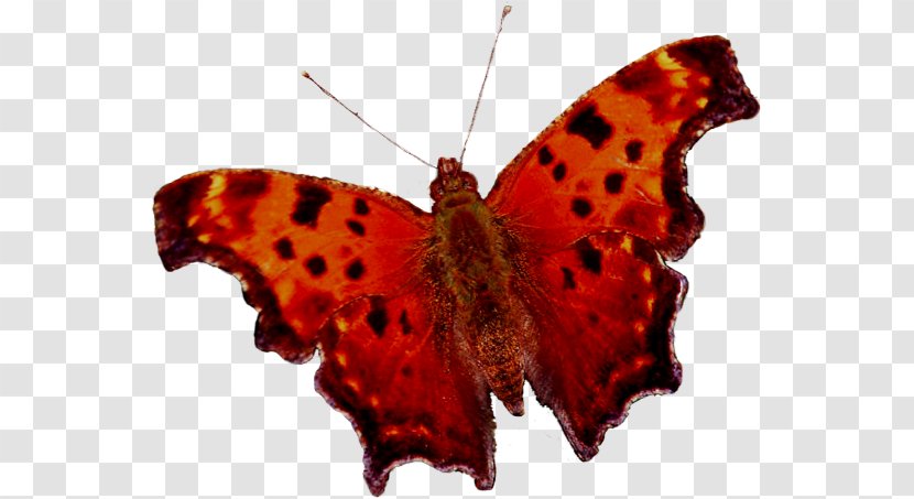 Butterflies And Moths Clip Art - Pollinator Transparent PNG