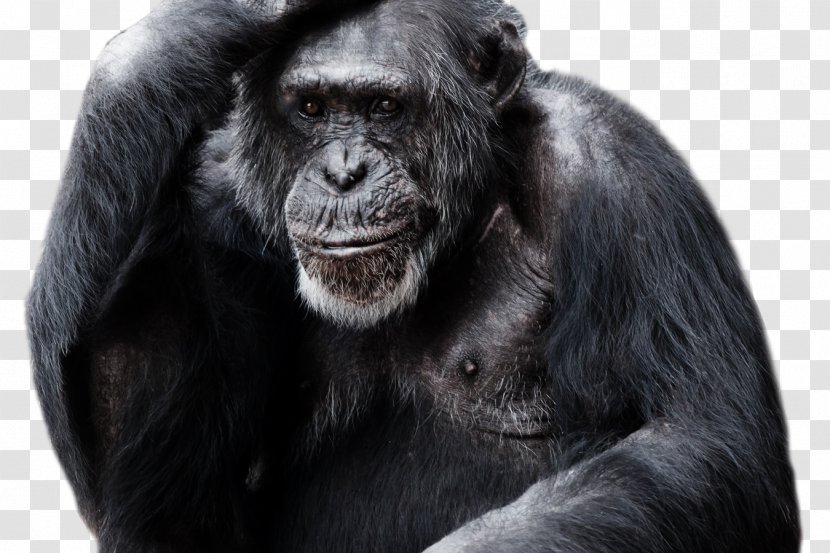 Gorilla Chimpanzee Clip Art Transparency Transparent PNG