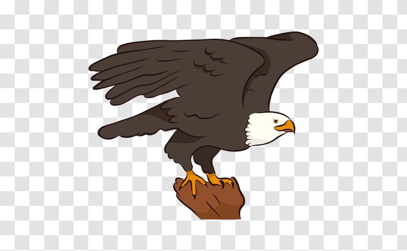 Bald Eagle Vector Graphics Beak Bird - Sea - Wings Svg Transparent PNG