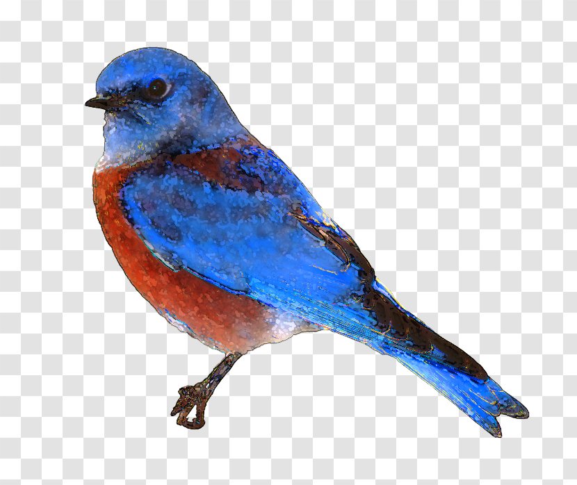 Eastern Bluebird Clip Art - Blog - Free Clipart Transparent PNG