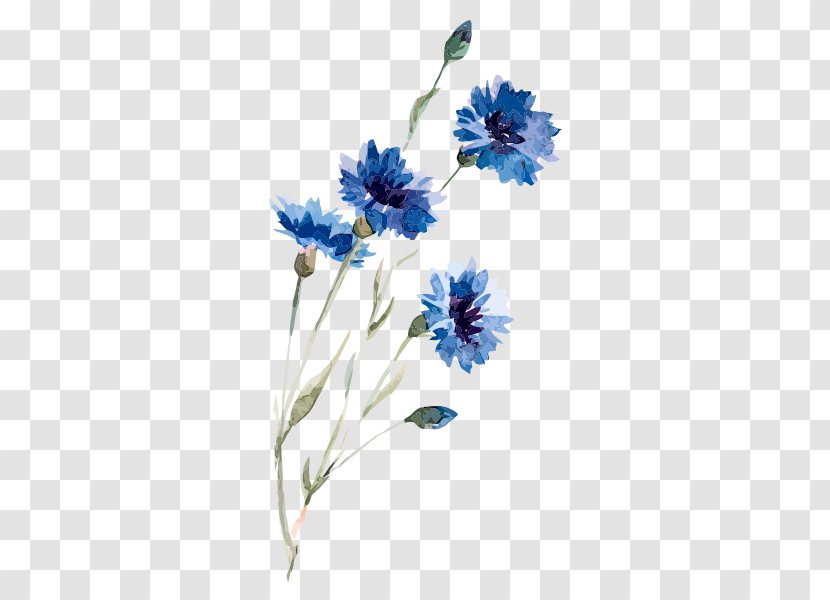 Cornflower Drawing Watercolor Painting Illustration - Royaltyfree - Flowers Transparent PNG