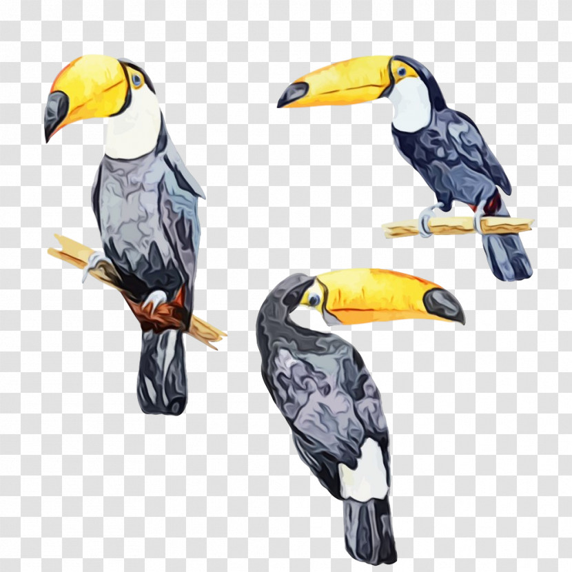 Bird Toucan Beak Hornbill Piciformes Transparent PNG