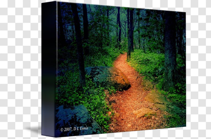 Forest Woodland Tree Gallery Wrap Biome - Jungle Transparent PNG