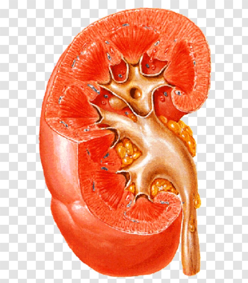 Kidney Disease Ureter Nephrology Renal Cortex - Jaw Transparent PNG