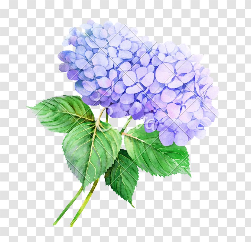 Flower Hydrangea Watercolor Painting Illustration Stock Photography - Cut Flowers Transparent PNG