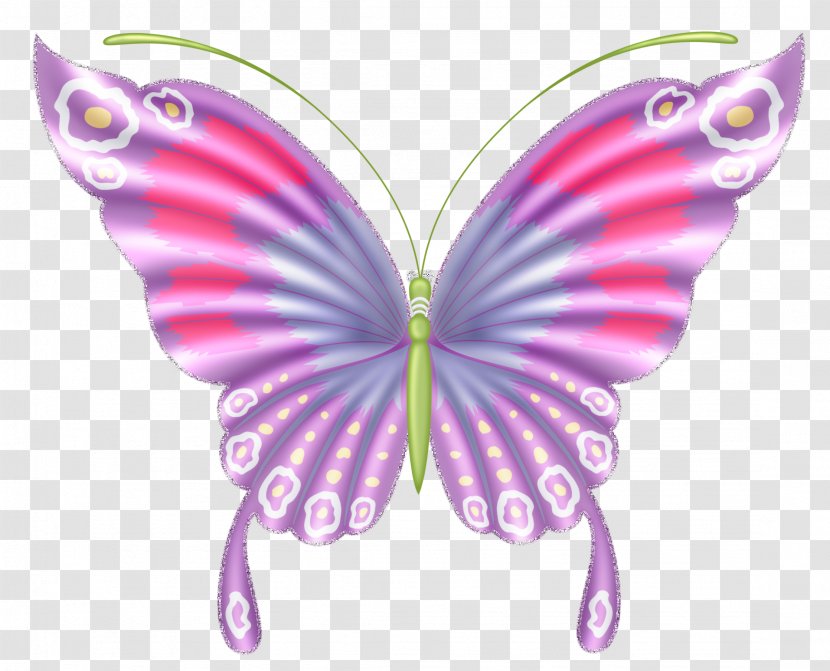Butterfly Moth Insect Clip Art - Photography Transparent PNG