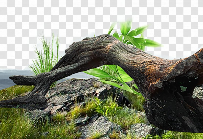 Tree Stump Trunk Euclidean Vector - Herbaceous Plant - Old Grass Material Transparent PNG