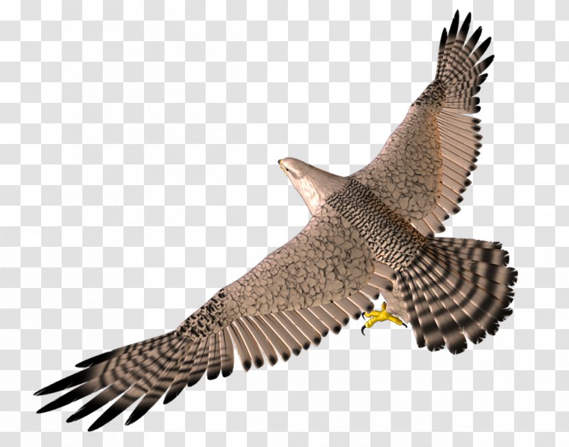 Bird Wing 3D Computer Graphics - Feather - Flying Eagle Transparent PNG