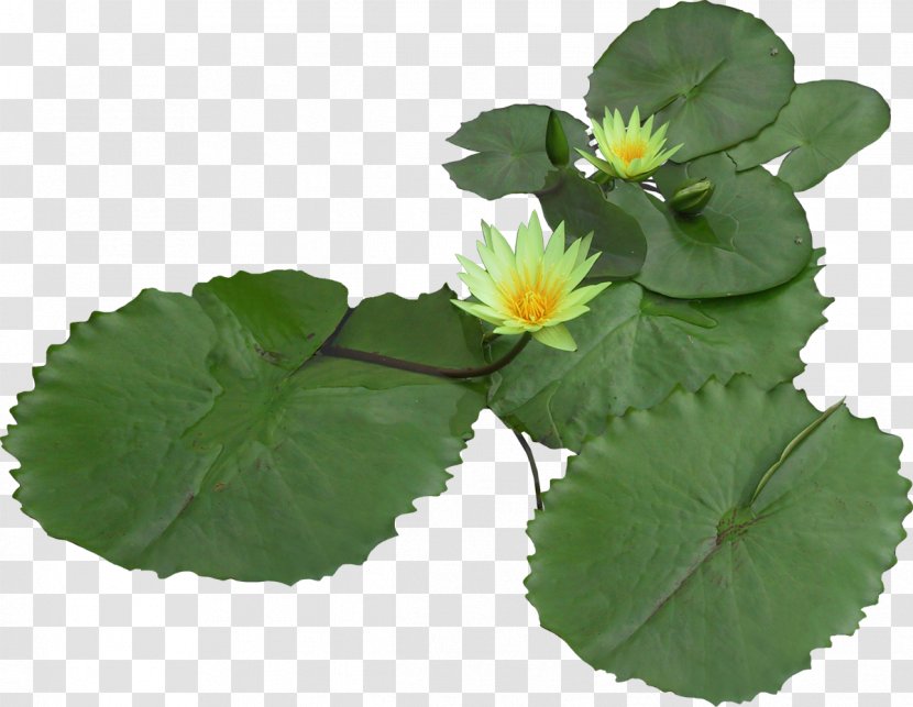 Nelumbo Nucifera Clip Art - Herbaceous Plant - Lotus Transparent PNG