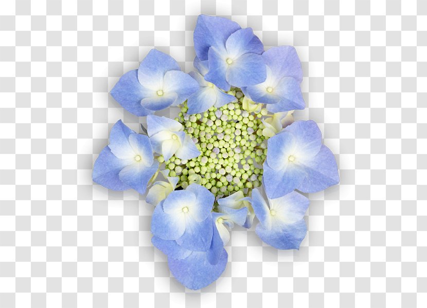 Hydrangea Cut Flowers Blue Petal - Cornales Transparent PNG